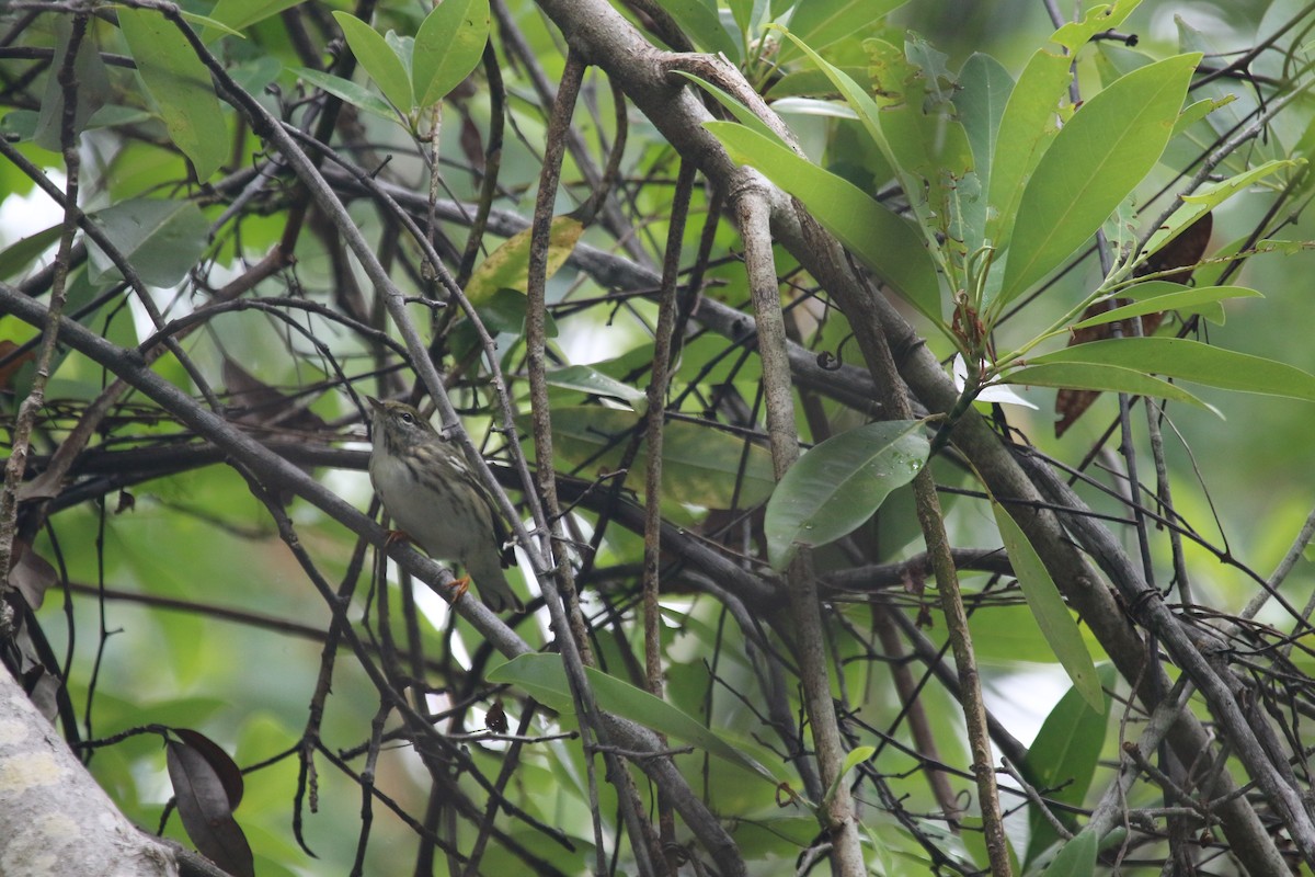 Blackpoll Warbler - Anne Ruben