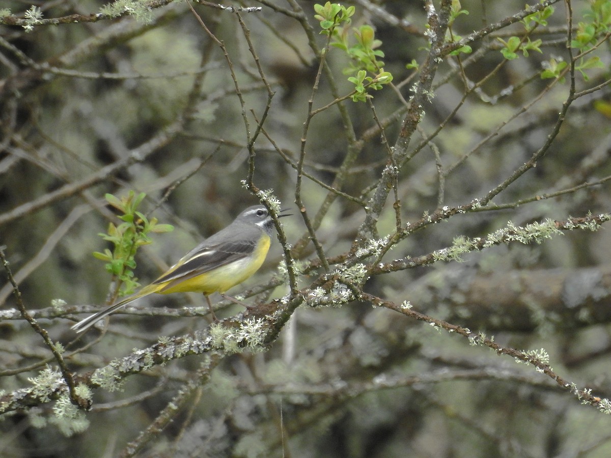 Gray Wagtail - ML100520771