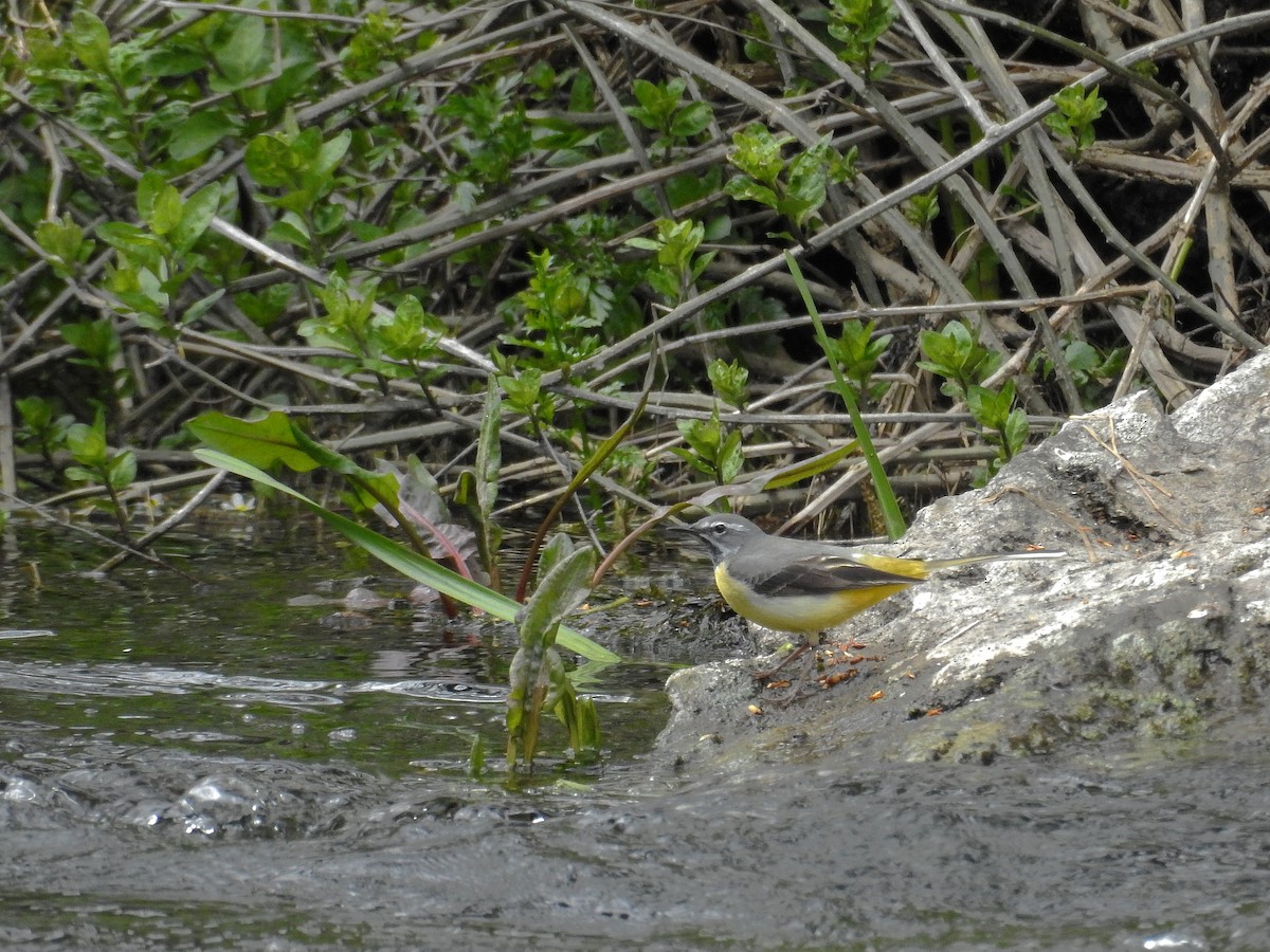 Gray Wagtail - ML100520791