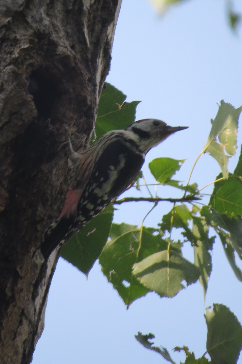 Middle Spotted Woodpecker - ML100522511