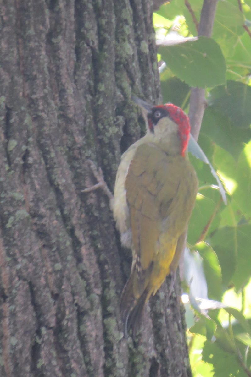 Eurasian Green Woodpecker - ML100522581
