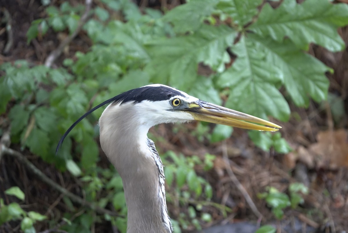 Great Blue Heron - ML100523031