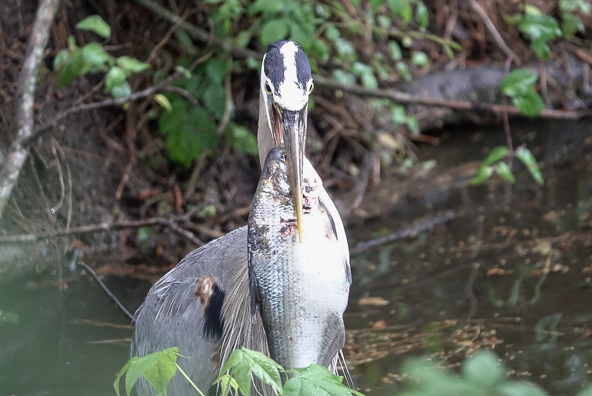 Great Blue Heron - ML100523071