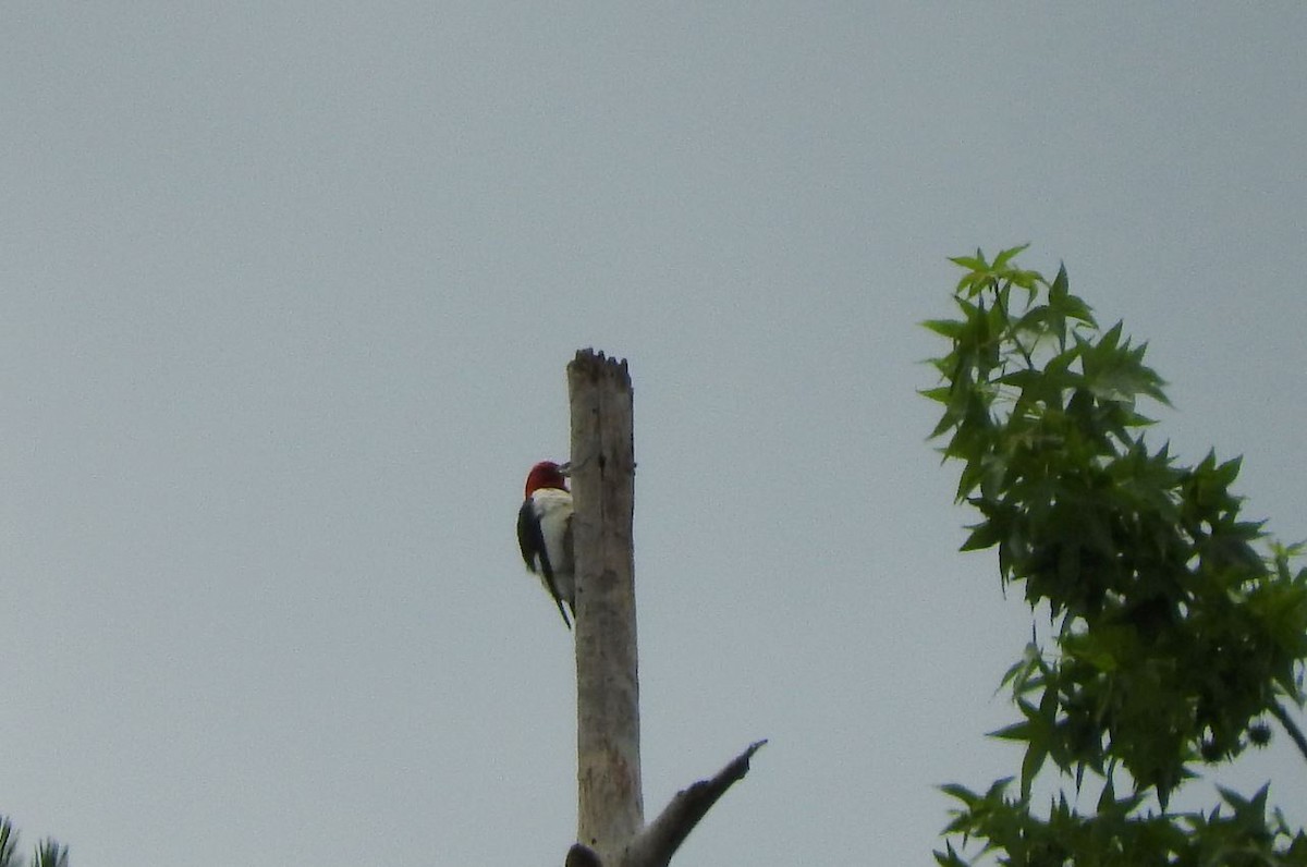 Red-headed Woodpecker - Milton Hobbs