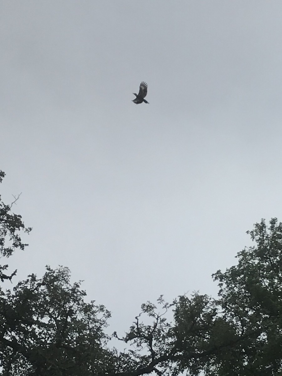 Pileated Woodpecker - ML100523471