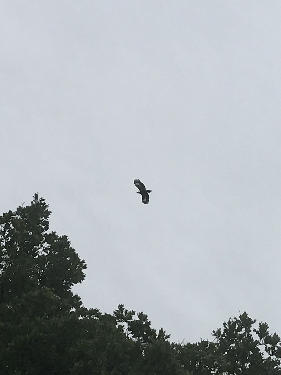 Pileated Woodpecker - ML100523491