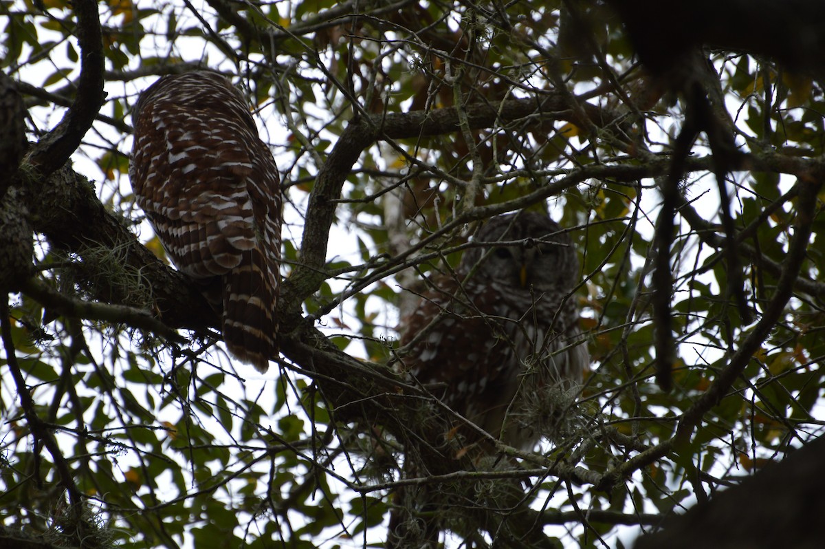 Barred Owl - ML100523531