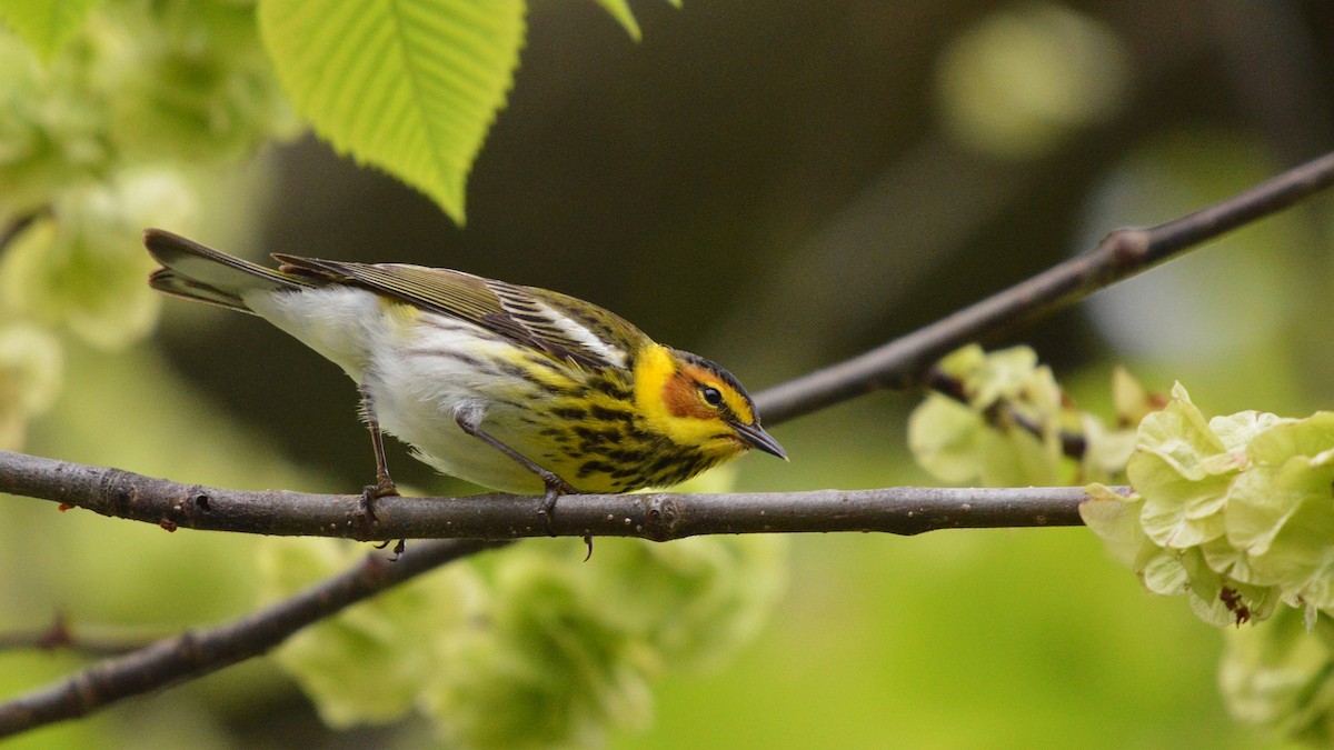 Cape May Warbler - ML100523661