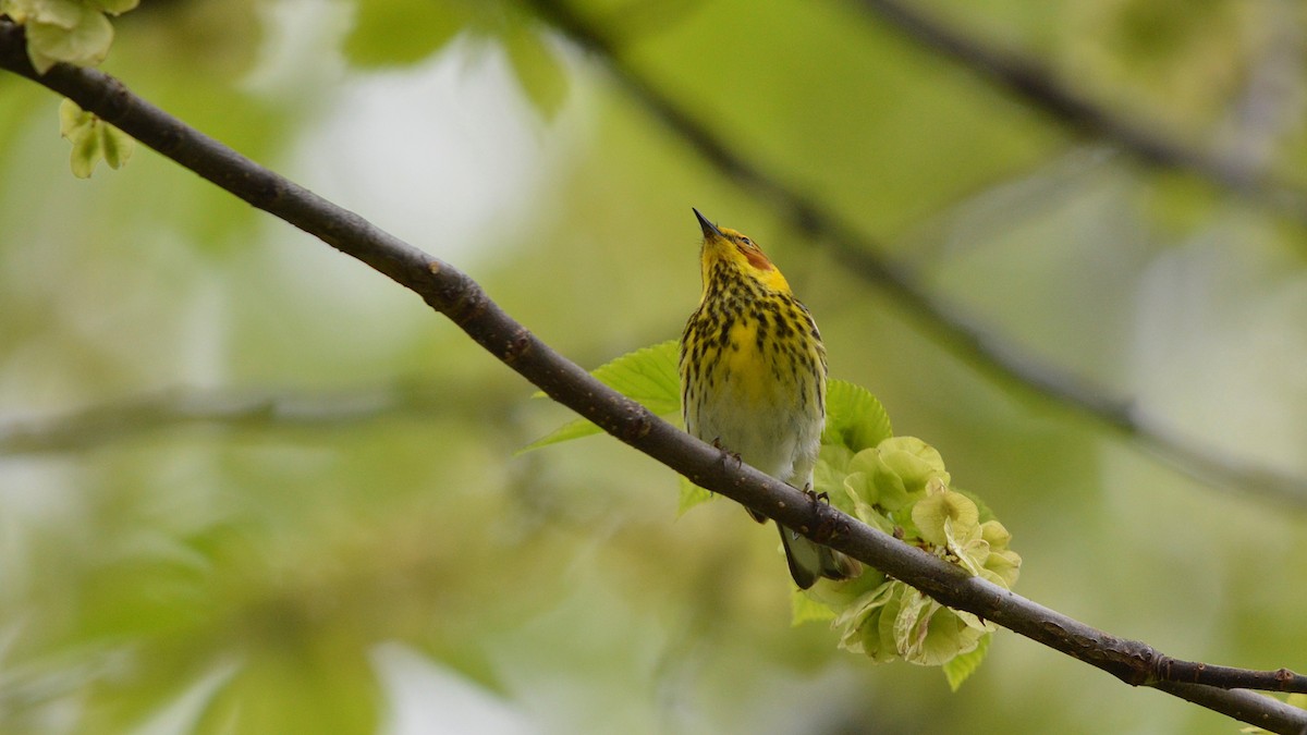 Cape May Warbler - ML100523721