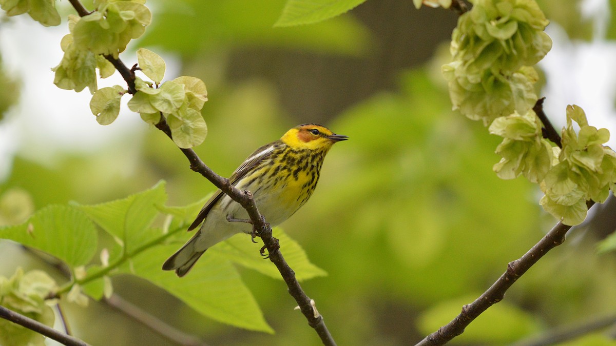 Cape May Warbler - ML100523741