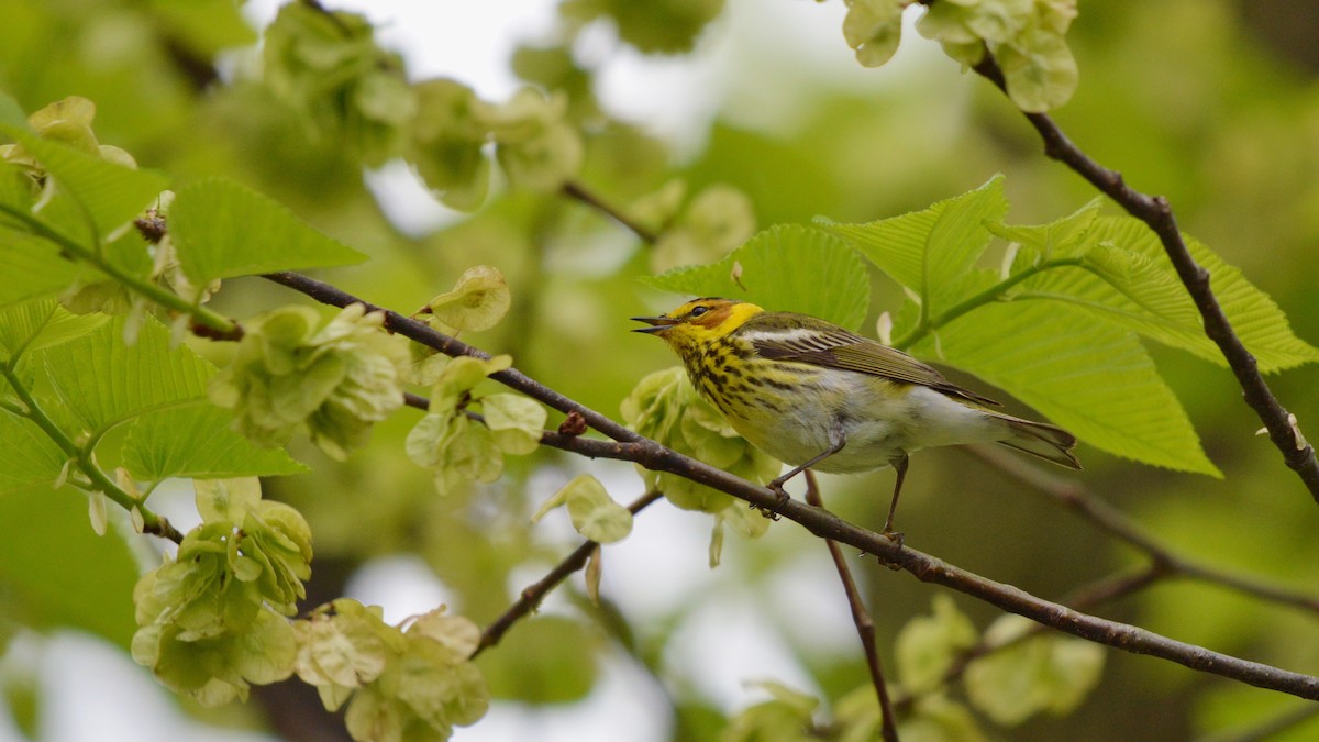 Cape May Warbler - ML100523751