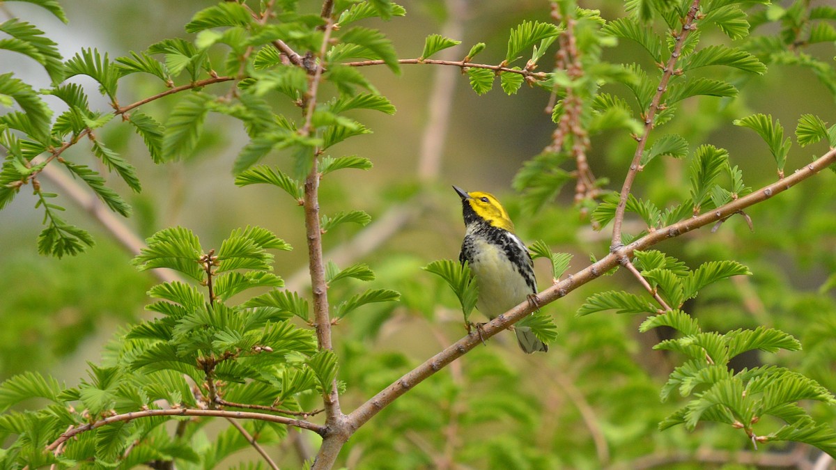 Black-throated Green Warbler - ML100523771