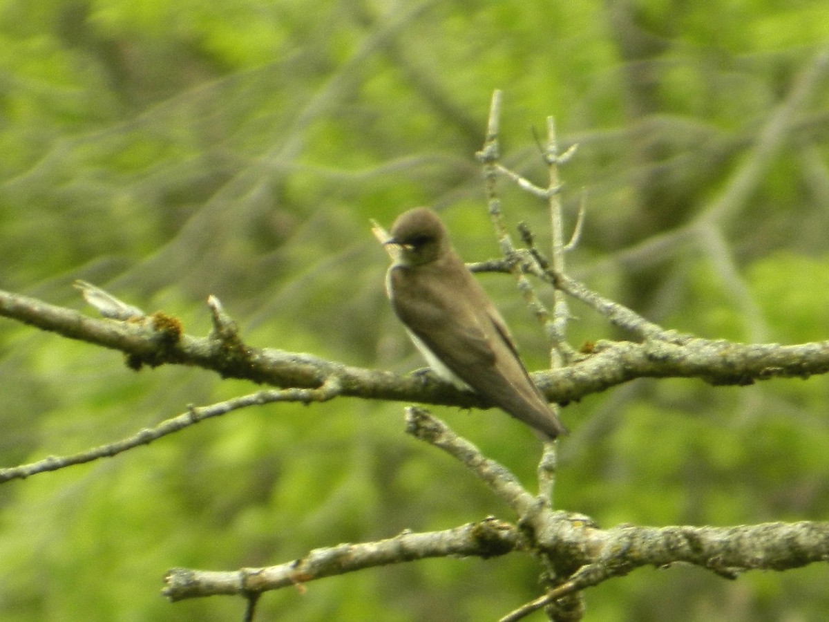 Northern Rough-winged Swallow - Ken Andrews