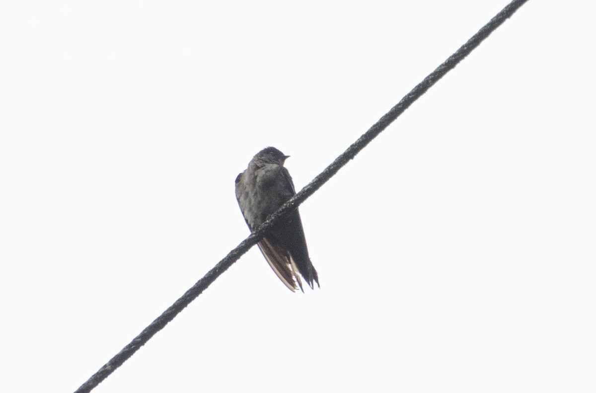 Golondrina Patiblanca - ML100524771