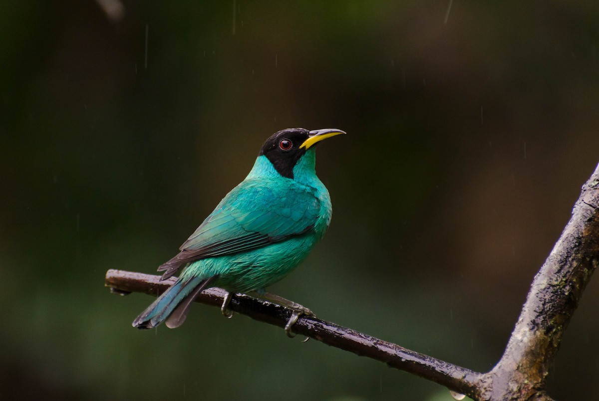 Green Honeycreeper - ML100525201