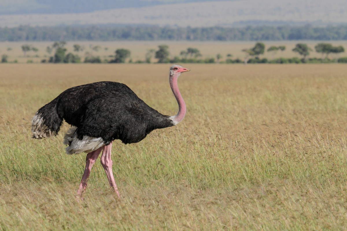 Common Ostrich - Tommy Pedersen