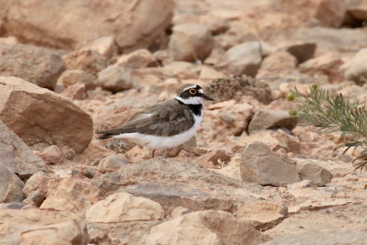 Little Ringed Plover - Gil Ewing