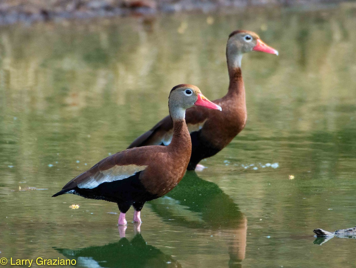 Black-bellied Whistling-Duck - ML100526501