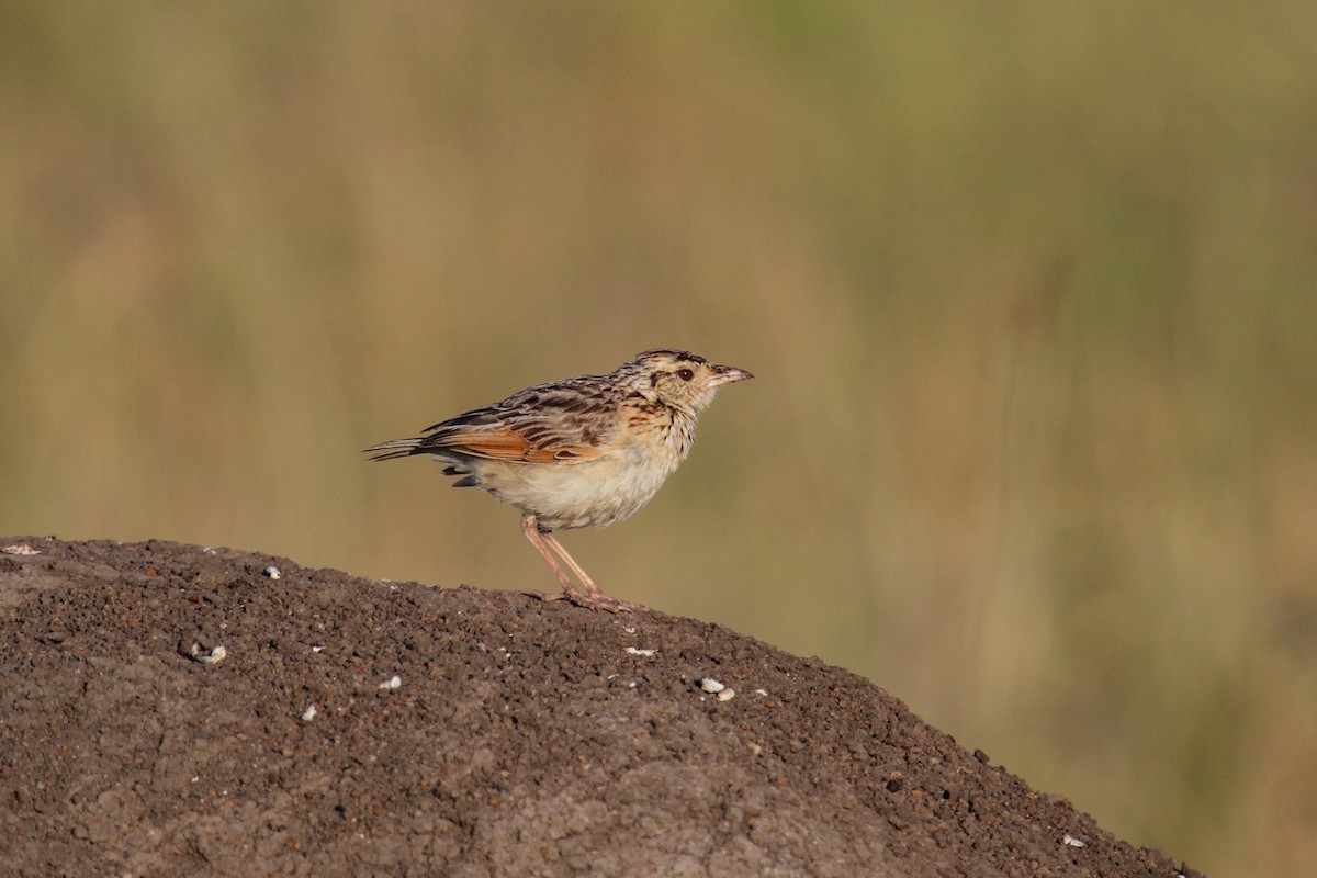 Rufous-naped Lark (Serengeti) - ML100526581