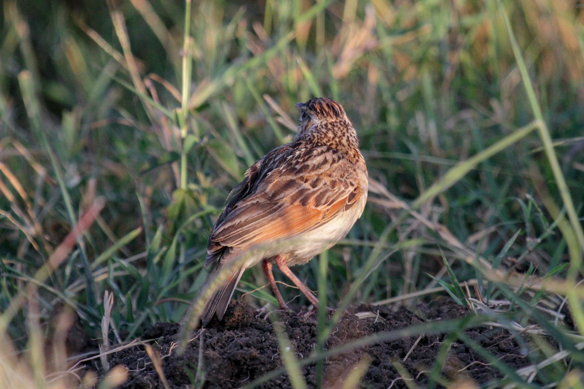 Rufous-naped Lark (Serengeti) - ML100526601