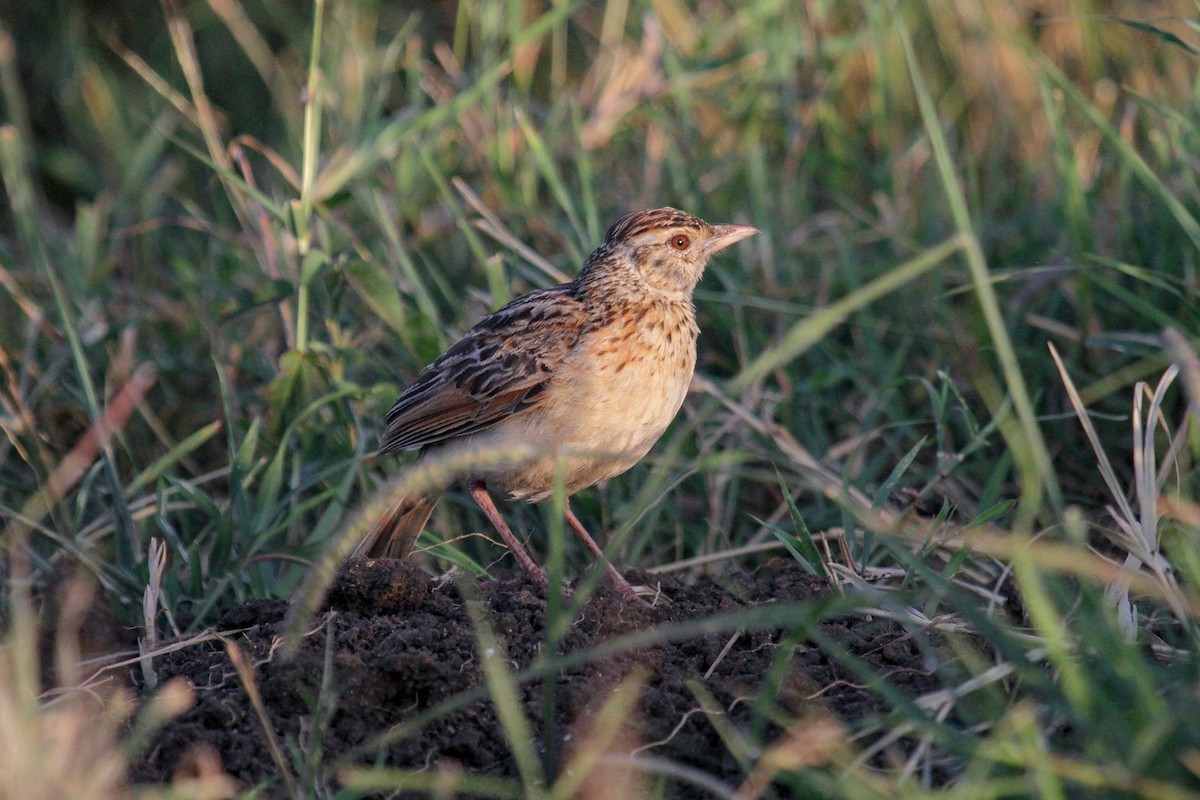 Rufous-naped Lark (Serengeti) - ML100526721