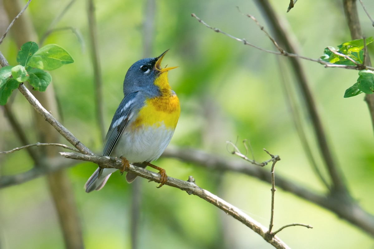 Northern Parula - Frank Lehman