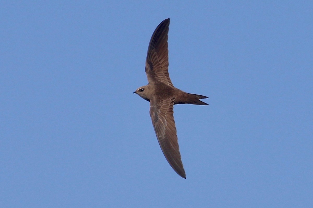 Pallid Swift - ML100526941