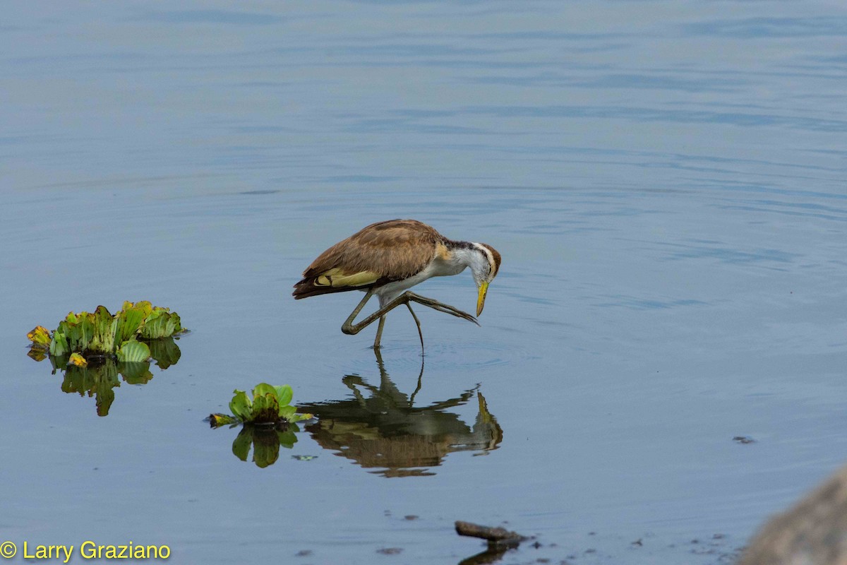 Jacana du Mexique - ML100527261