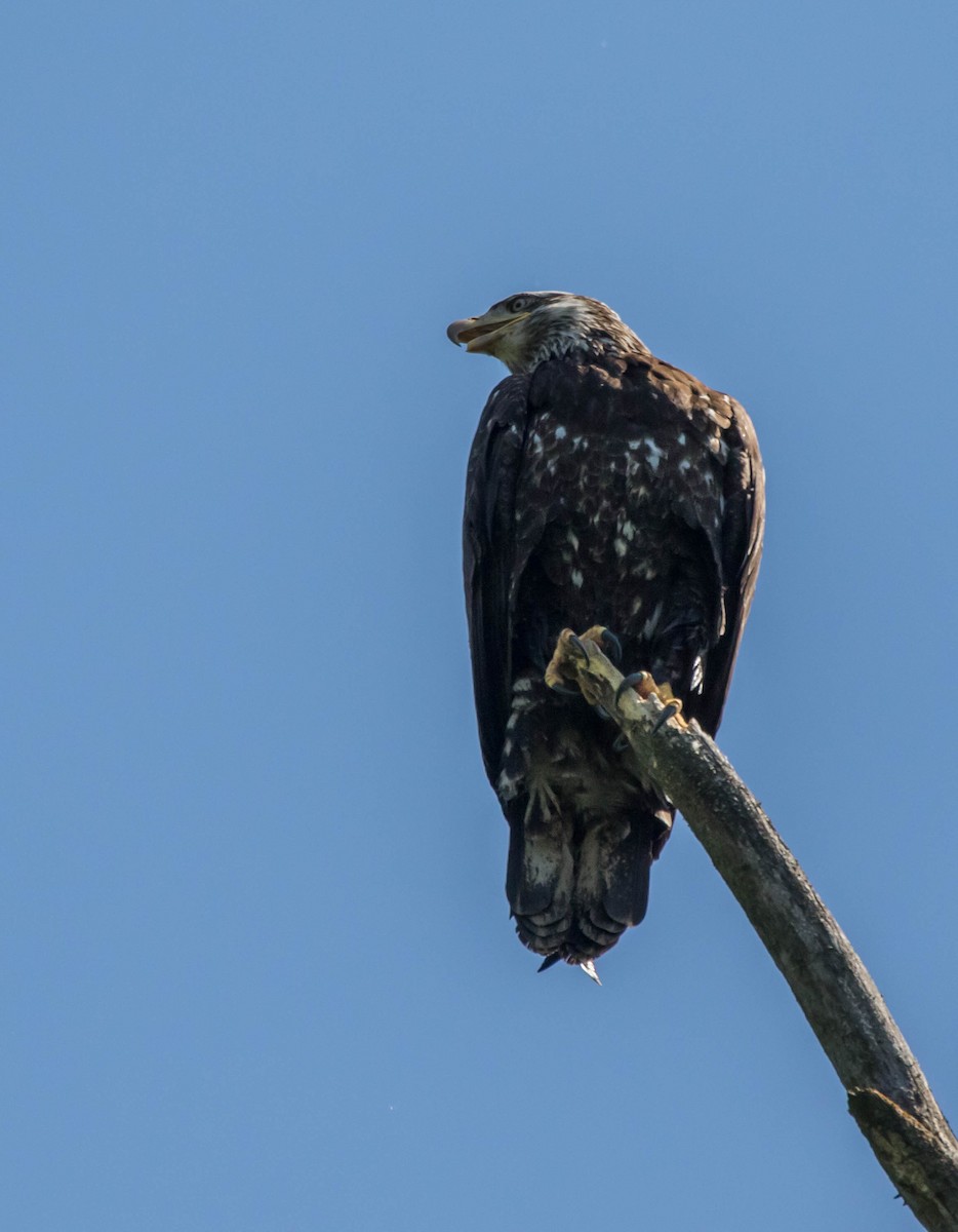 Bald Eagle - Nadine D