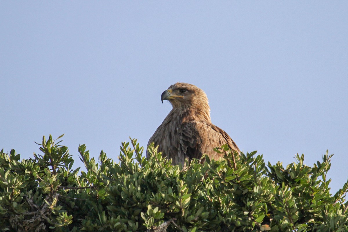 Tawny Eagle - ML100527851