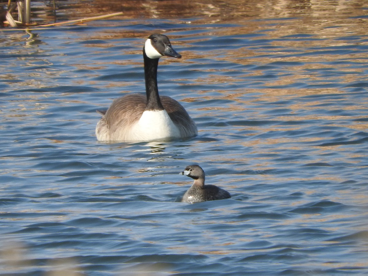 Pied-billed Grebe - ML100528571