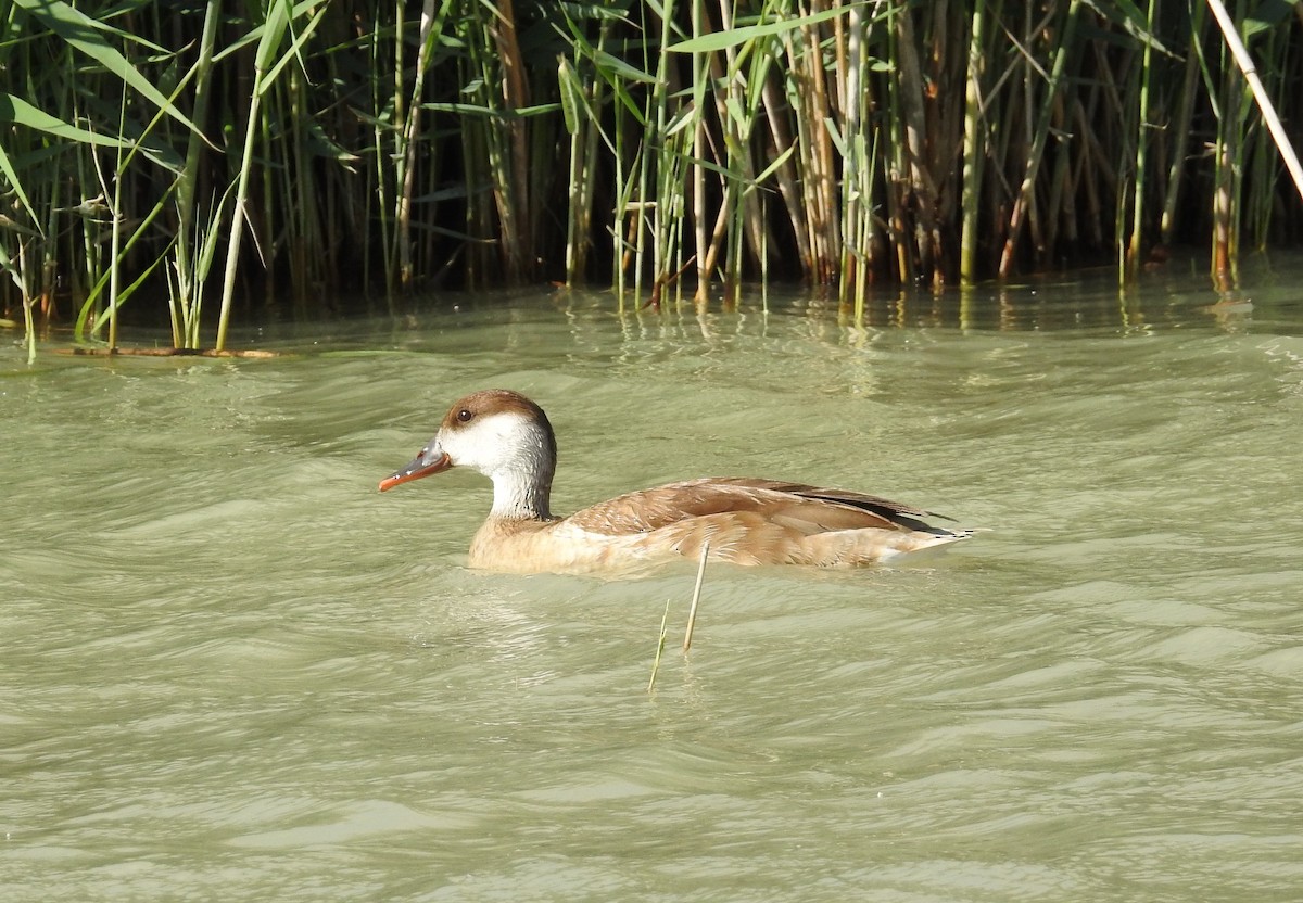 Red-crested Pochard - Mario Navarro Gomis