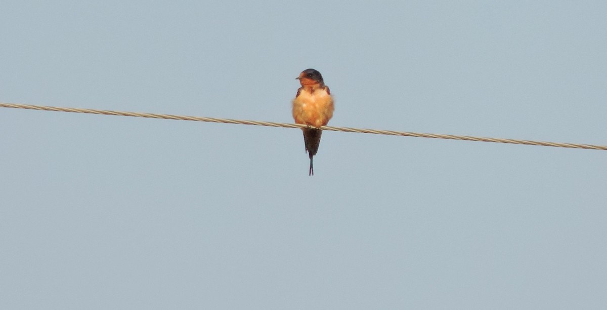 Golondrina Común - ML100530911