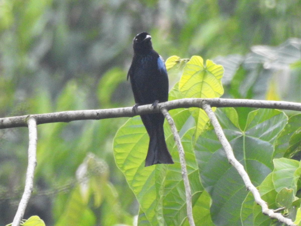 Short-tailed Drongo - Tuck Hong Tang