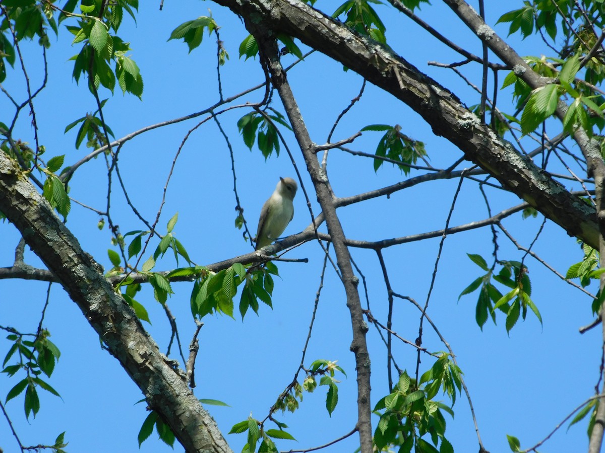 Warbling Vireo - ML100534071