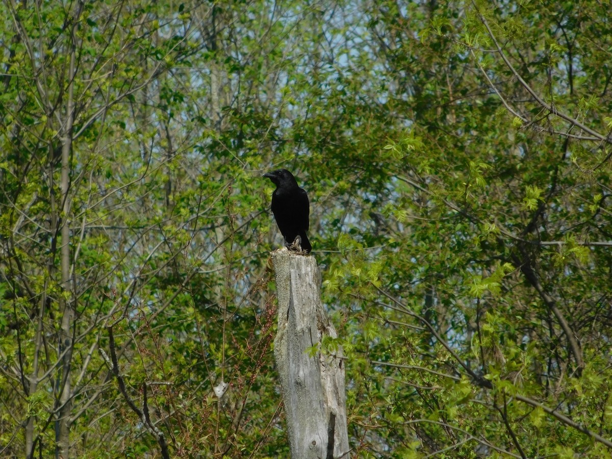 American Crow - Lily Morrell