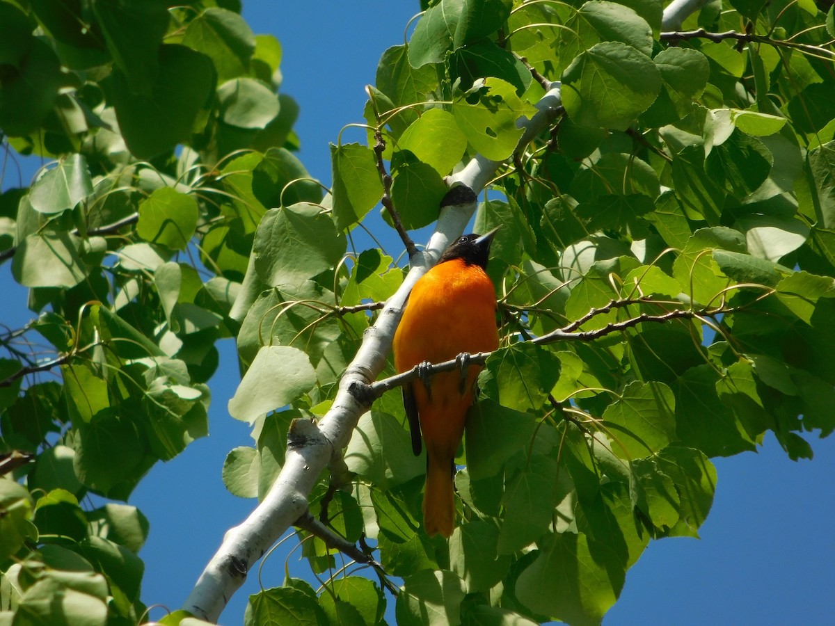 Baltimore Oriole - ML100534311