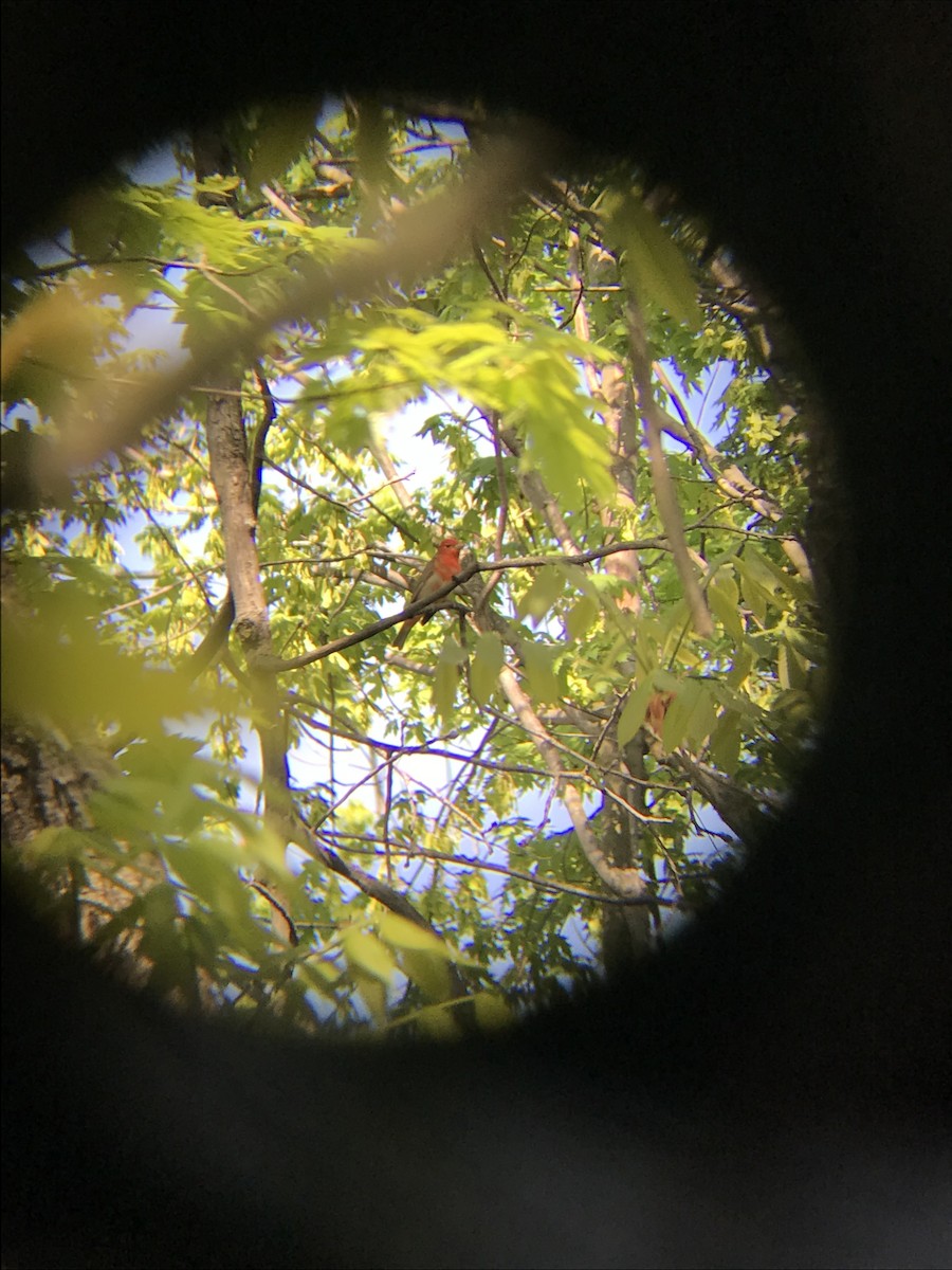 Summer Tanager - ML100535541