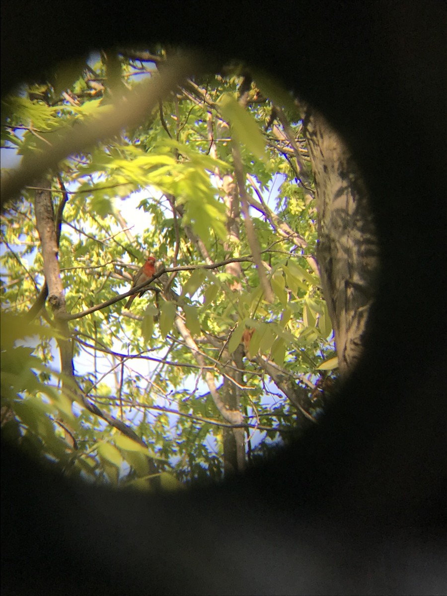 Summer Tanager - ML100535571