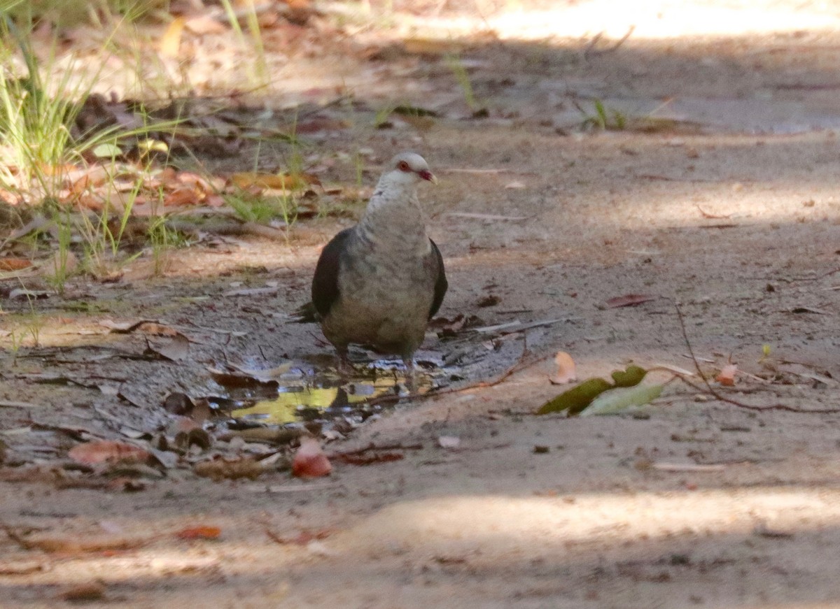 Pigeon leucomèle - ML100535941