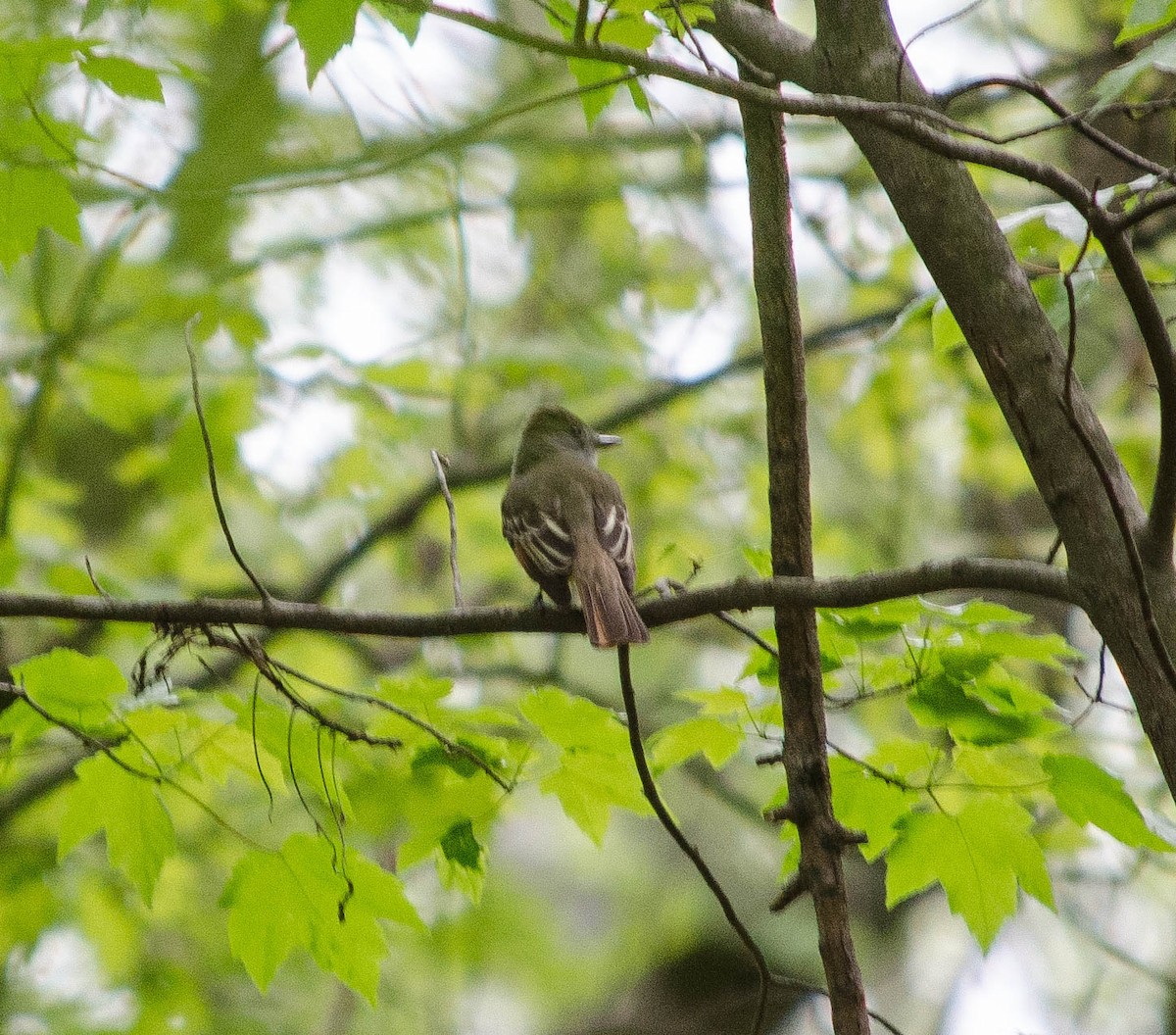 Great Crested Flycatcher - ML100536081