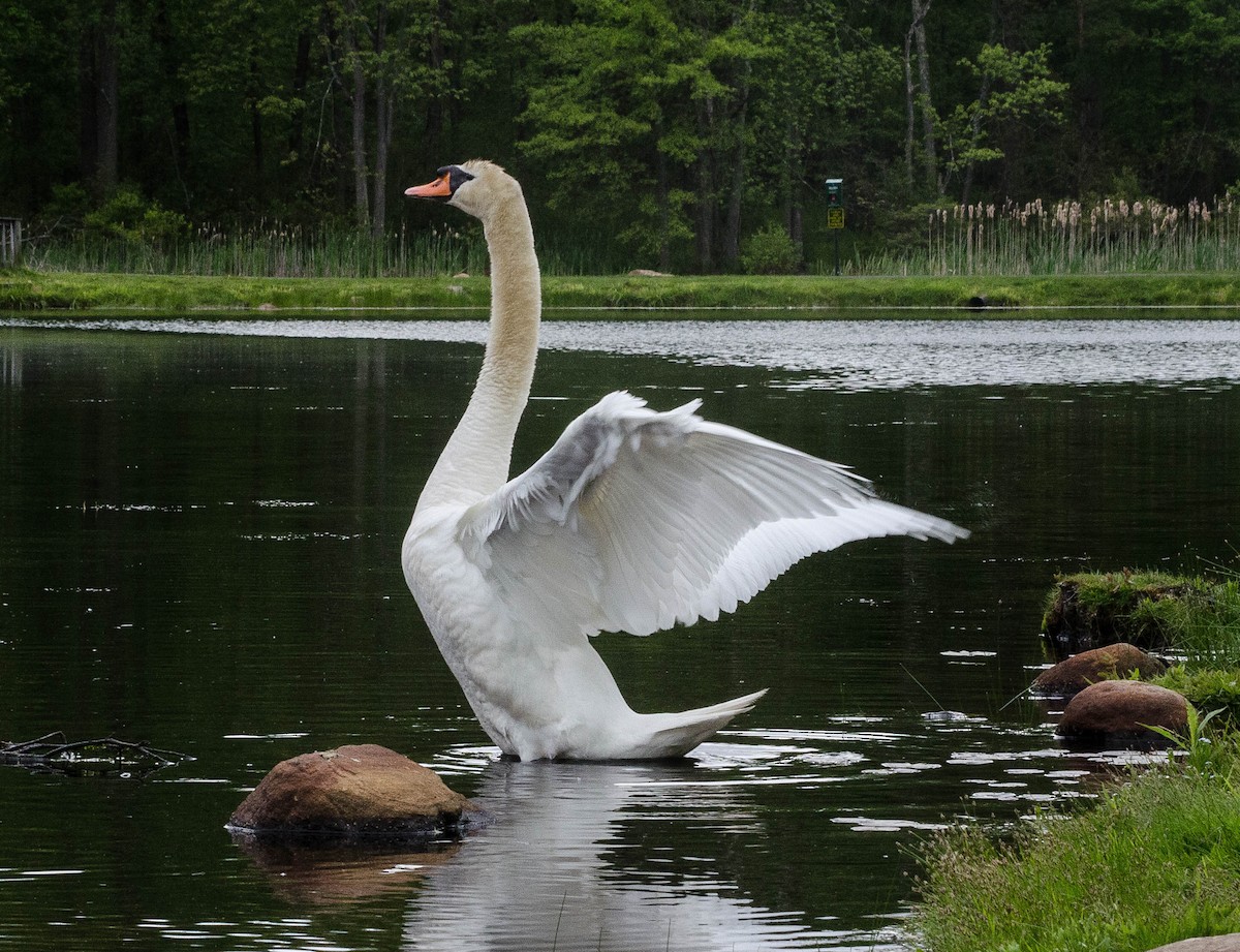 Mute Swan - ML100536231