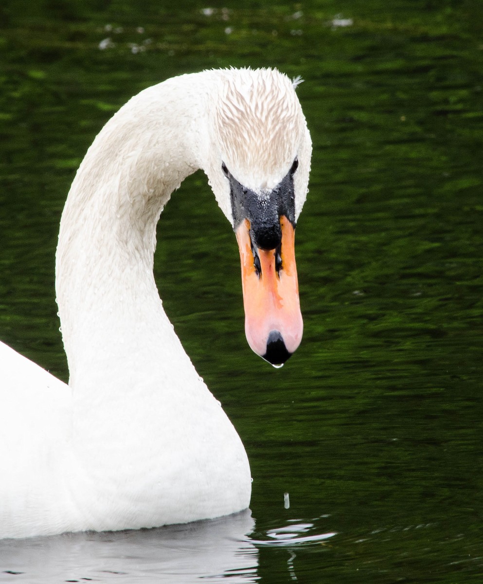 Mute Swan - ML100536261