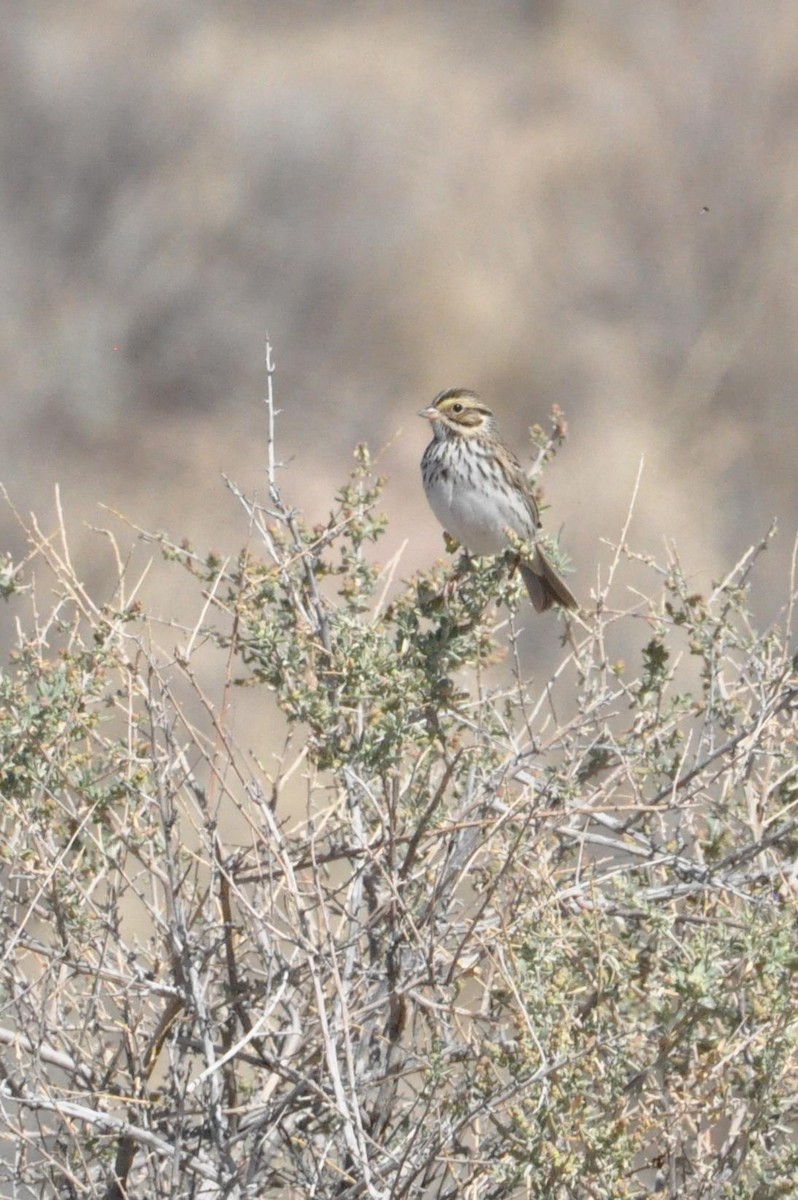 Savannah Sparrow - Andy Bridges