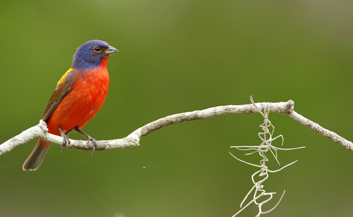Painted Bunting - Luke Seitz
