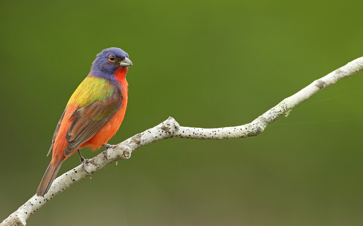 Painted Bunting - ML100543201