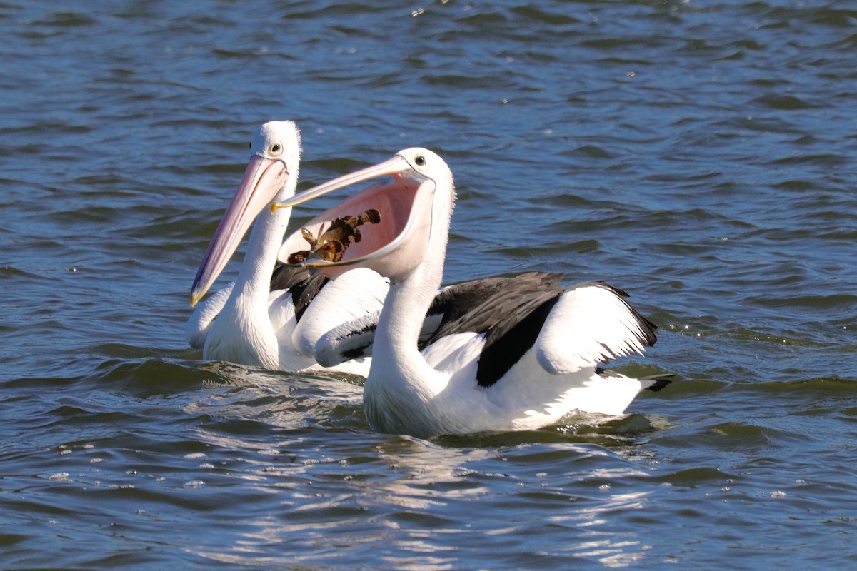 pelikán australský - ML100544291