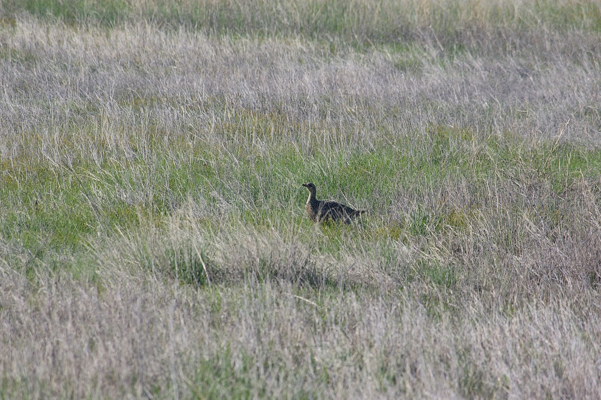 Sharp-tailed Grouse - ML100544941