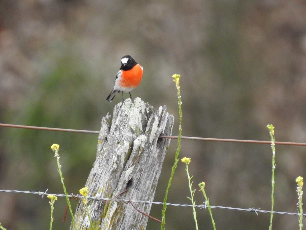 Scarlet Robin - ML100546201