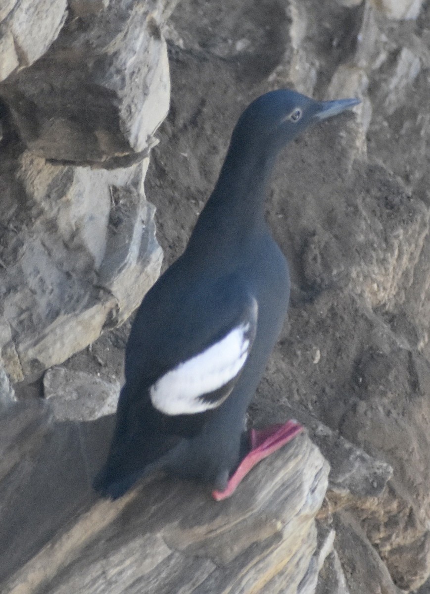 ウミバト - ML100552011